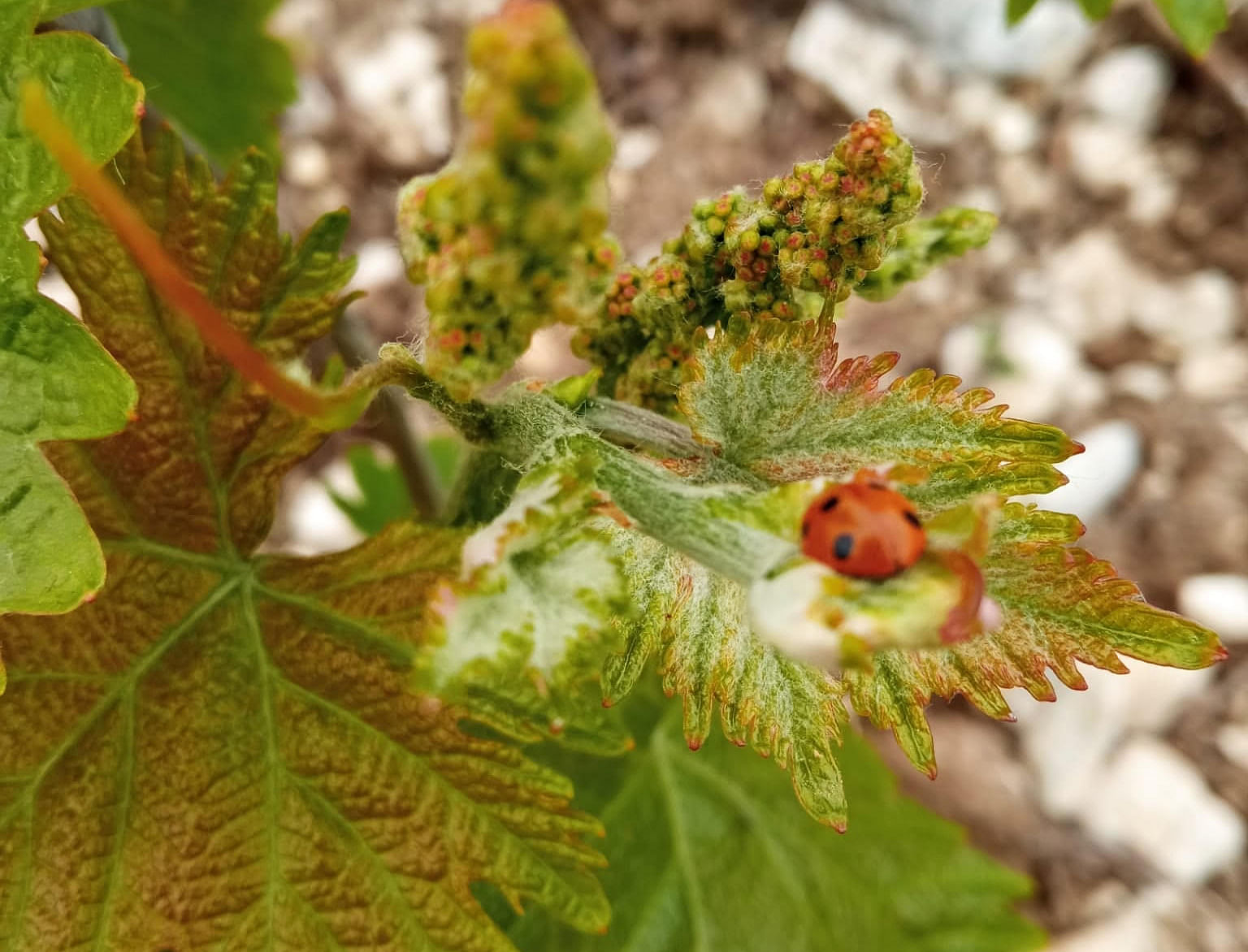 Controllo insetti in agricoltura